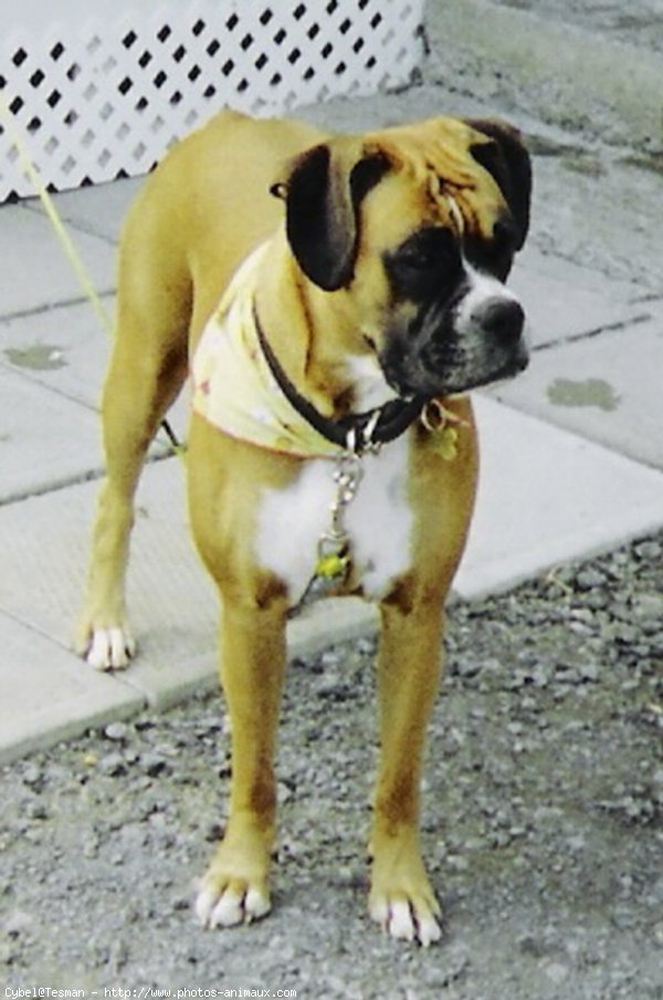 Photo de Boxer