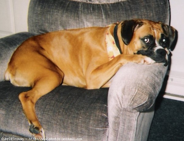 Photo de Boxer