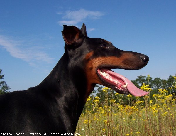 Photo de Dobermann