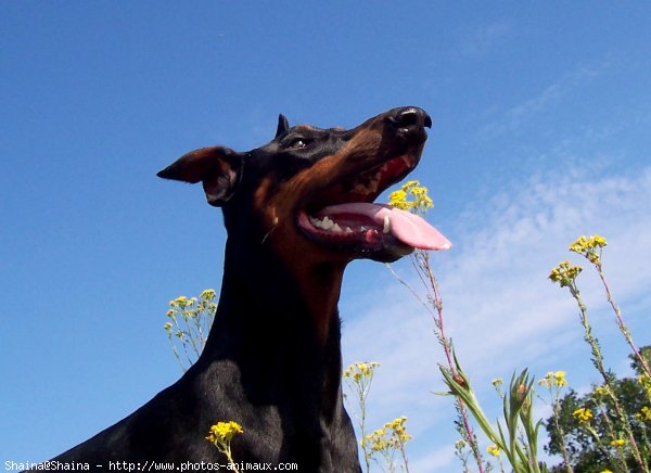 Photo de Dobermann