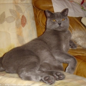 Photo de Chartreux