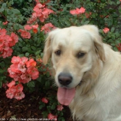 Photo de Golden retriever