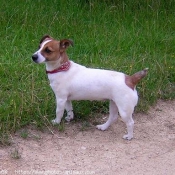 Photo de Jack russell terrier