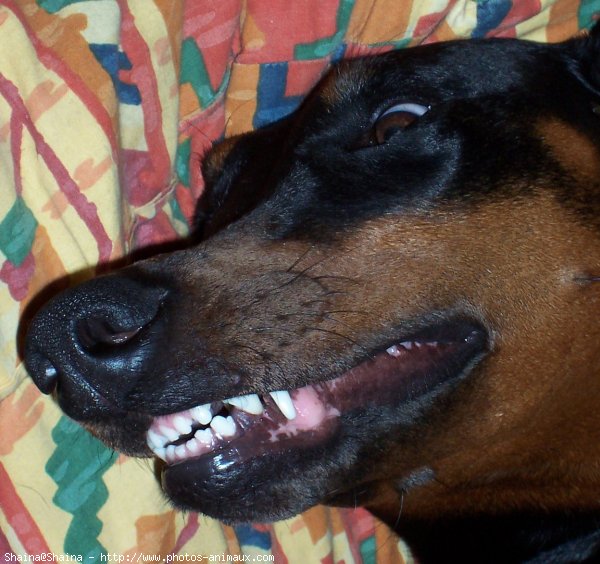 Photo de Dobermann