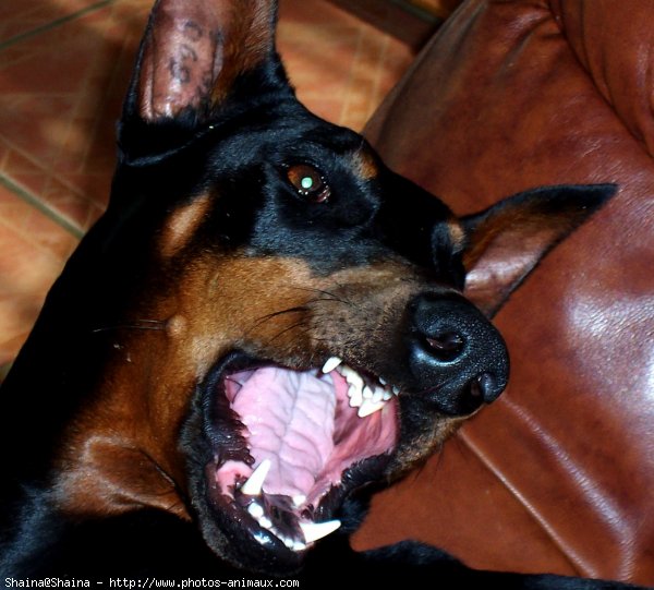 Photo de Dobermann