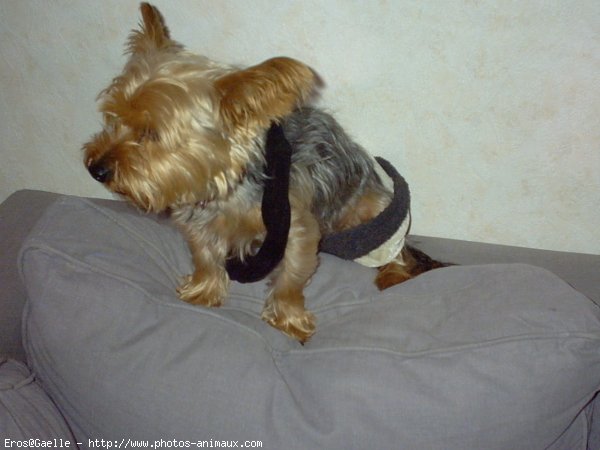 Photo de Yorkshire terrier