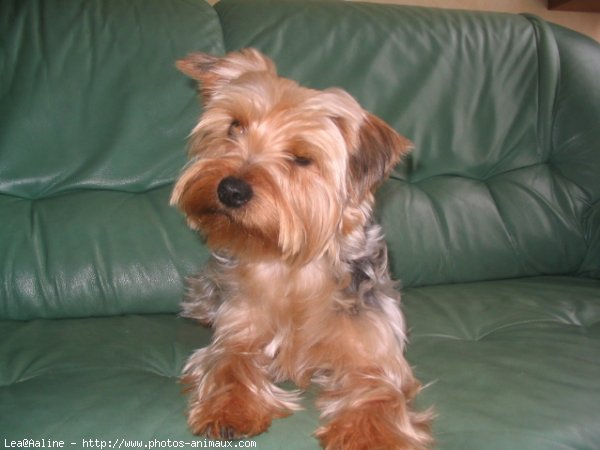 Photo de Yorkshire terrier