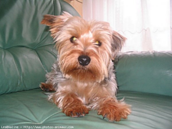 Photo de Yorkshire terrier