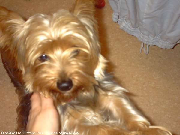 Photo de Yorkshire terrier