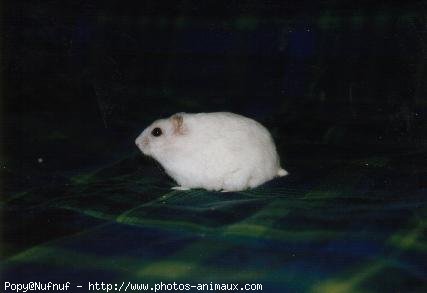 Photo de Hamster