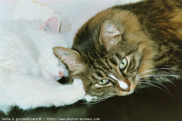 Photo de Chat domestique