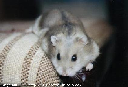 Photo de Hamster