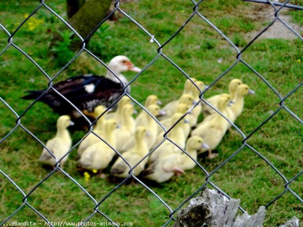 Photo de Canard