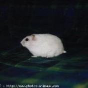 Photo de Hamster