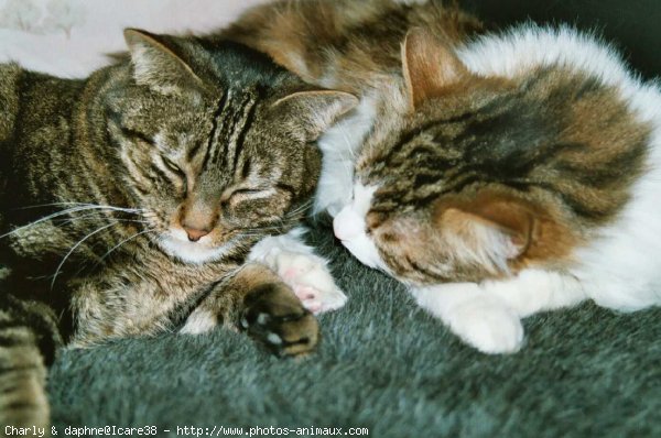 Photo de Chat domestique