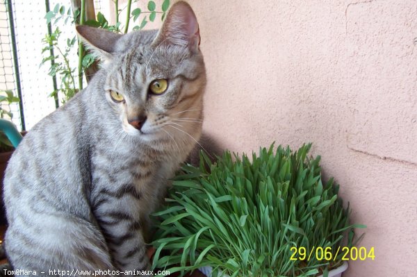 Photo de Chat domestique