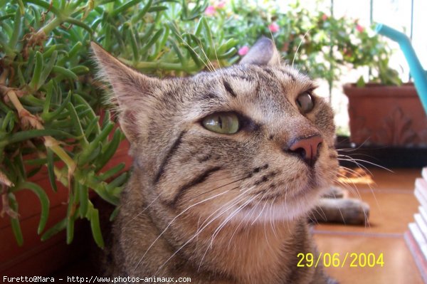 Photo de Chat domestique