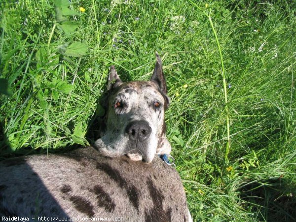 Photo de Dogue allemand