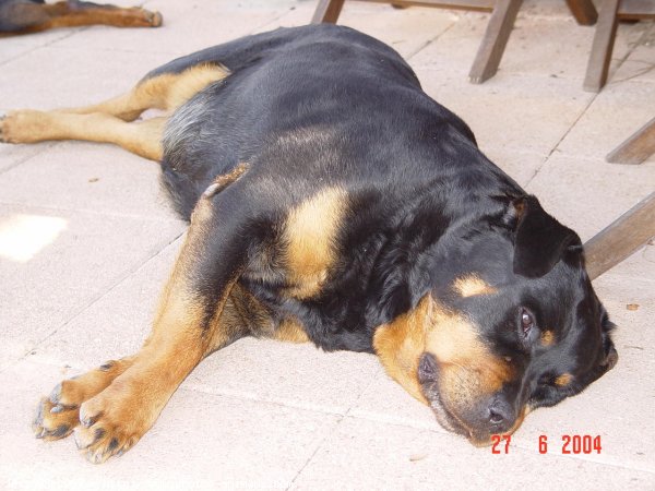 Photo de Rottweiler