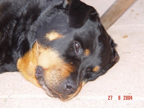 Photo de Rottweiler