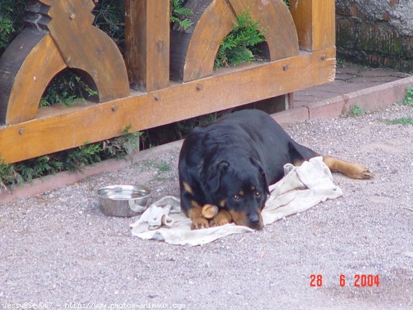 Photo de Rottweiler