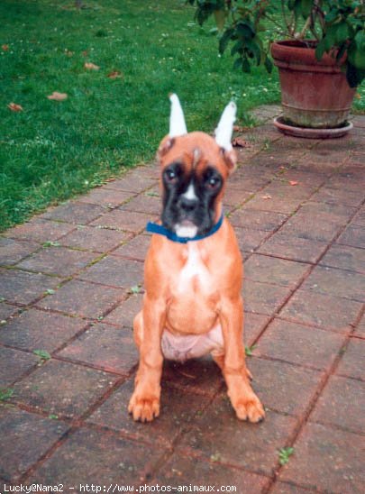 Photo de Boxer