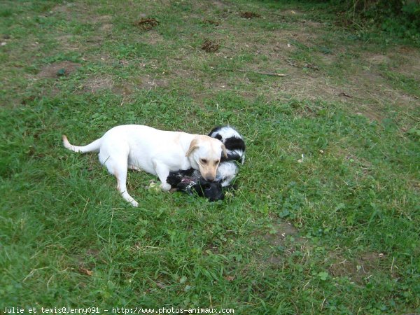 Photo de Races diffrentes