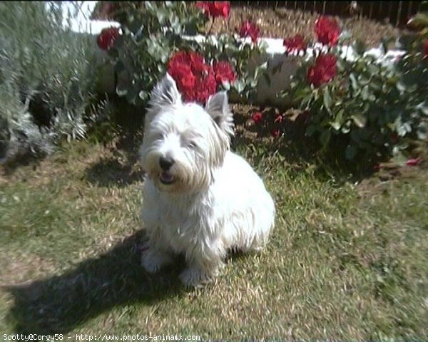 Photo de West highland white terrier