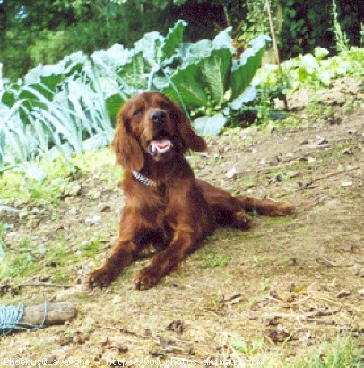 Photo de Setter irlandais rouge