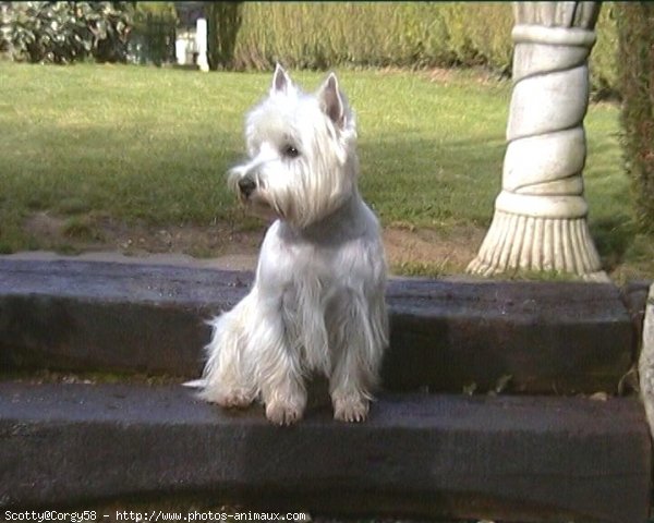 Photo de West highland white terrier