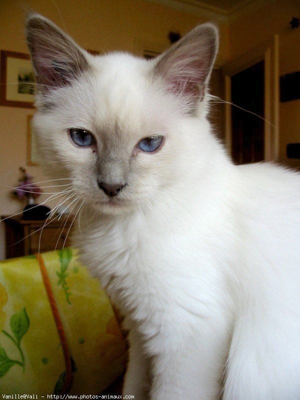 Photo de Sacr de birmanie