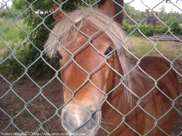 Photo de Shetland