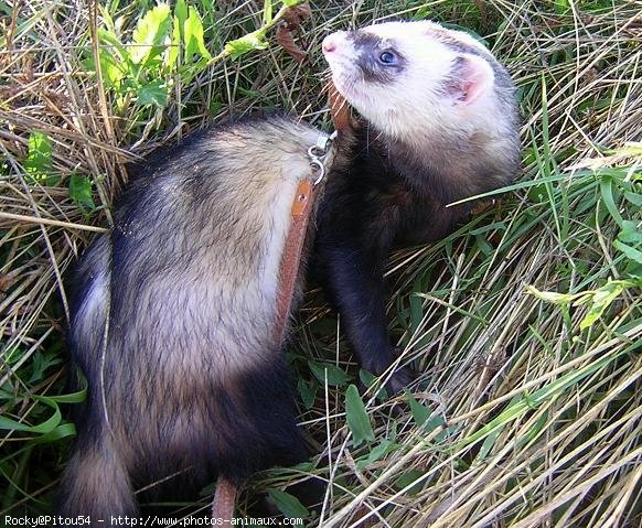 Photo de Furet