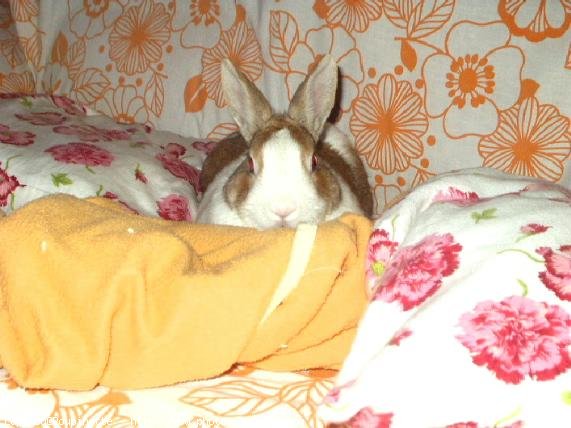 Photo de Lapin