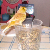 Photo de Canari