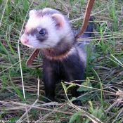 Photo de Furet