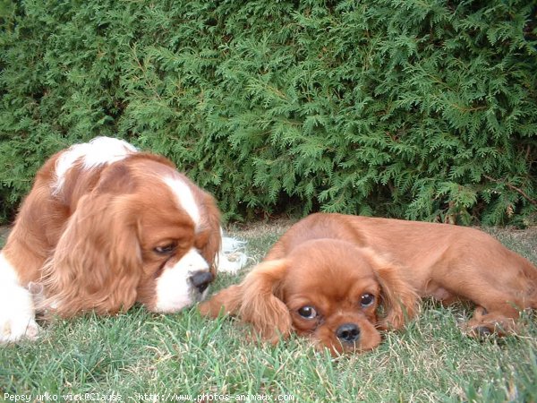 Photo de Cavalier king charles spaniel