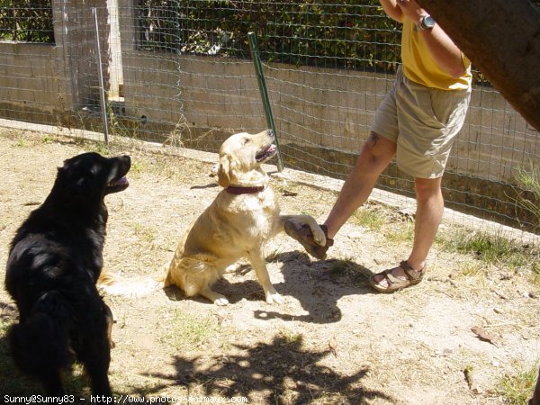 Photo de Golden retriever