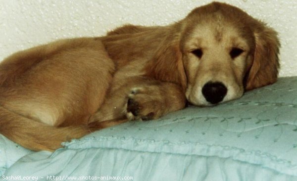 Photo de Golden retriever