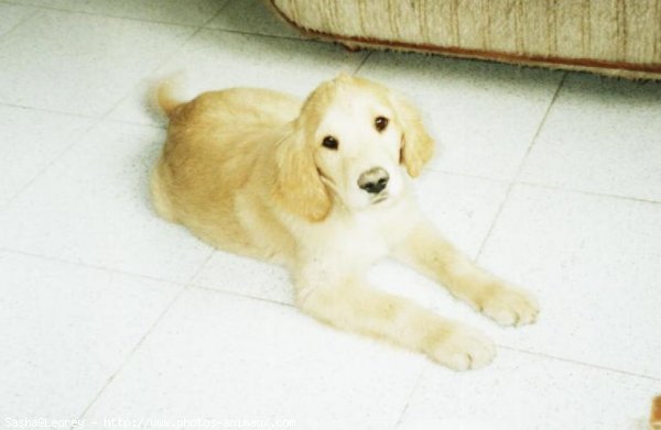 Photo de Golden retriever