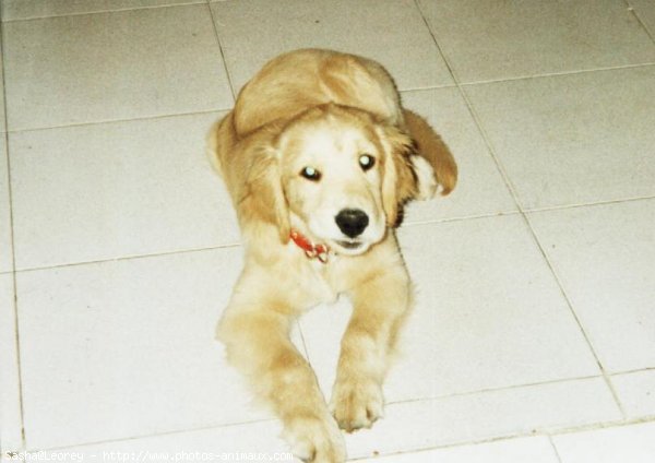 Photo de Golden retriever