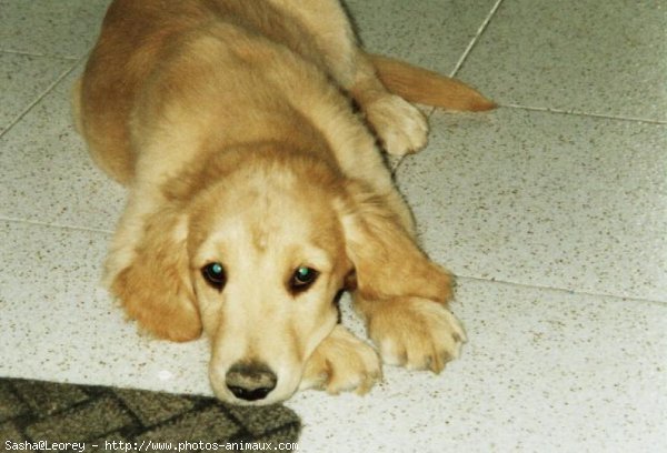 Photo de Golden retriever