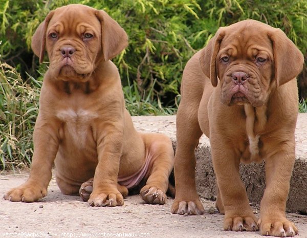 Photo de Dogue de bordeaux