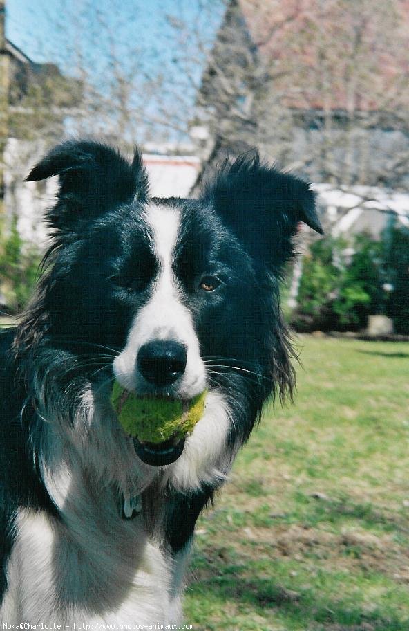 Photo de Border collie