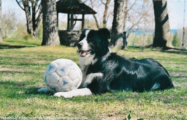 Photo de Border collie