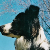 Photo de Border collie