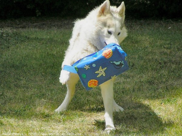 Photo de Husky siberien