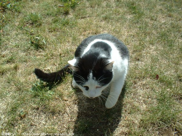 Photo de Chat domestique