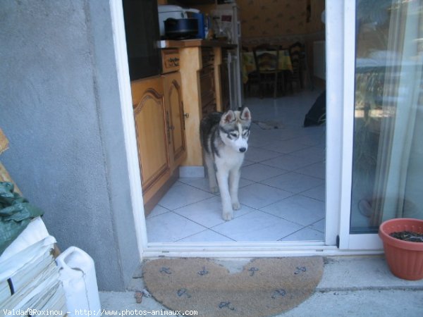 Photo de Husky siberien