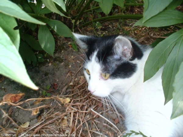 Photo de Chat domestique